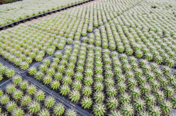 istock many cactus in cactus farm garden 980110368