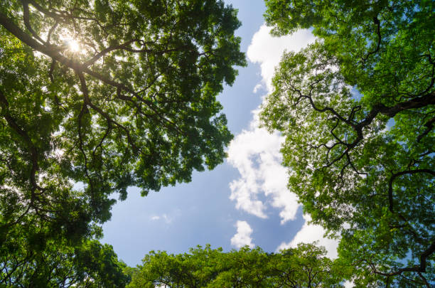 istock forest trees. nature green wood sunlight backgrounds. 980110764