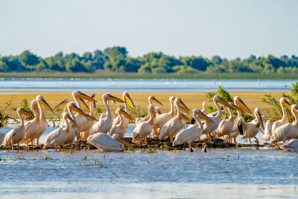 istock Great White Pelican colony sighted in the Danube Delta 980110980