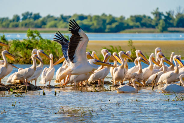 istock Great White Pelican colony sighted in the Danube Delta 980111098