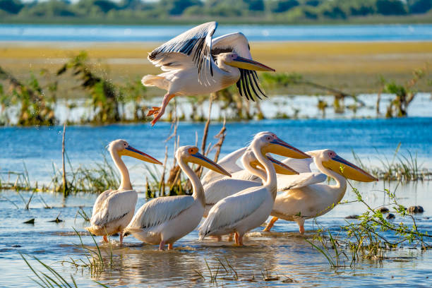 istock The Great White Pelican (Pelecanidae) flying in the Danube Delta, Romania 980111254
