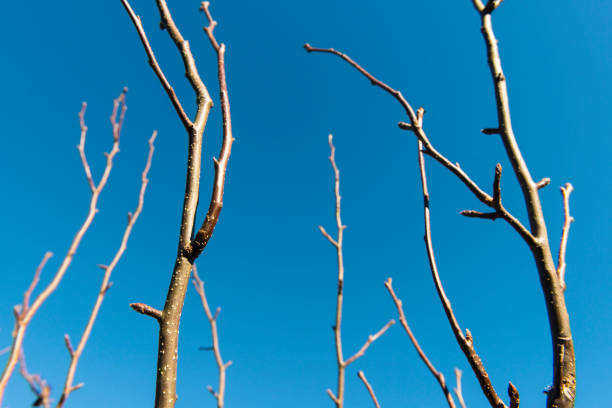 An apple is a sweet, edible fruit produced by an apple tree (Malus pumila)