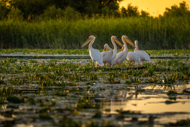 istock Pelicans at sunset in Danube Delta, Romania 980113566