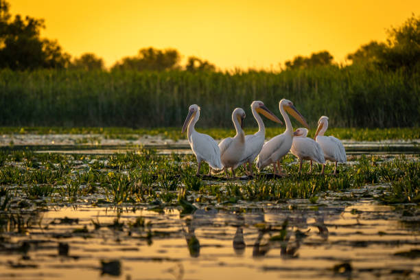 istock Pelicans at sunset in Danube Delta, Romania 980113588