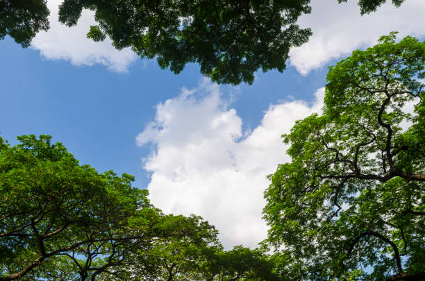 istock forest trees. nature green wood sunlight backgrounds. 980113604