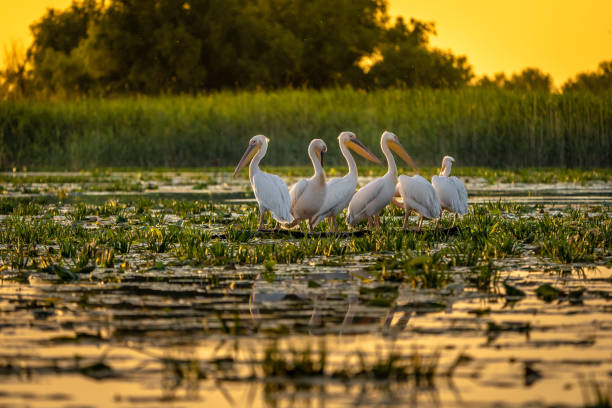 istock Danube Delta Pelicans at sunset on Fortuna Lake 980113614