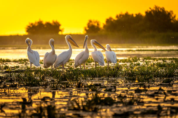 istock Danube Delta Pelicans at sunset on Fortuna Lake 980113626