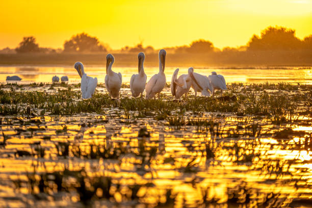 istock Sunset in Danube Delta with Pelicans preparing to sleep 980113680