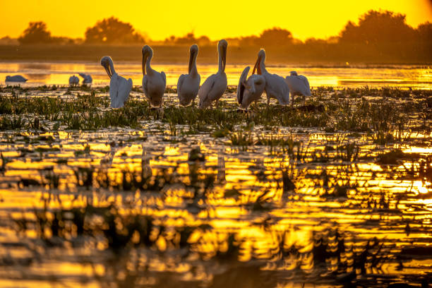 istock Sunset in Danube Delta with Pelicans preparing to sleep 980113694