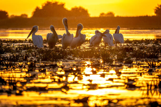istock Typical sunset in the Danube Delta Romania 980113718