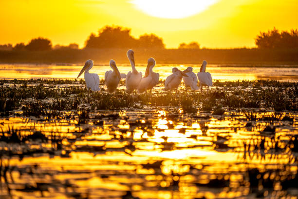 istock Typical sunset in the Danube Delta Romania with Pelicans preparing to sleep 980113734