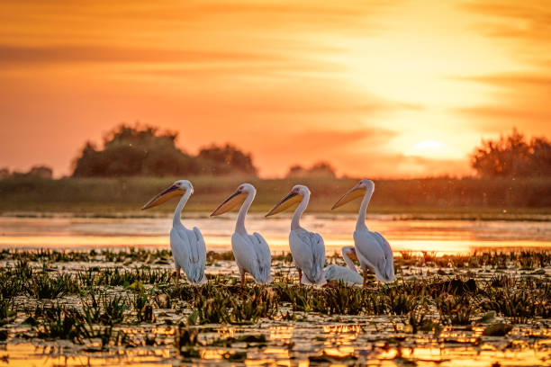 istock Danube Delta Romania Pelicans at sunset on Lake Fortuna 980113794