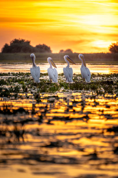 istock Danube Delta, Romania. Pelicans at sunrise 980113828