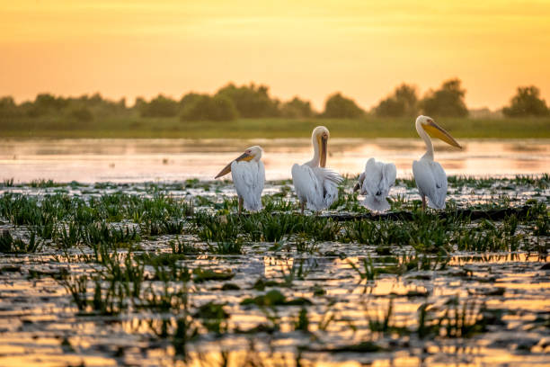 istock Sunrise in the Danube Delta with Pelican birds colony 980113914