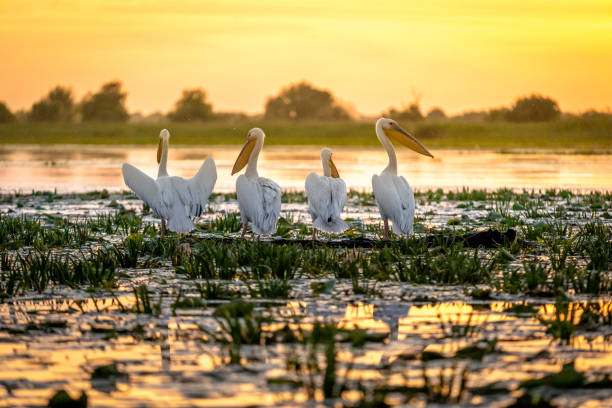 istock Sunrise in the Danube Delta with Pelican birds colony 980113968