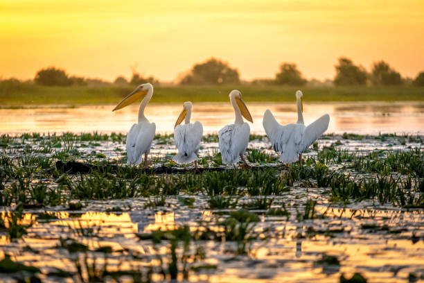 istock Sunrise in the Danube Delta with Pelican birds colony 980113986