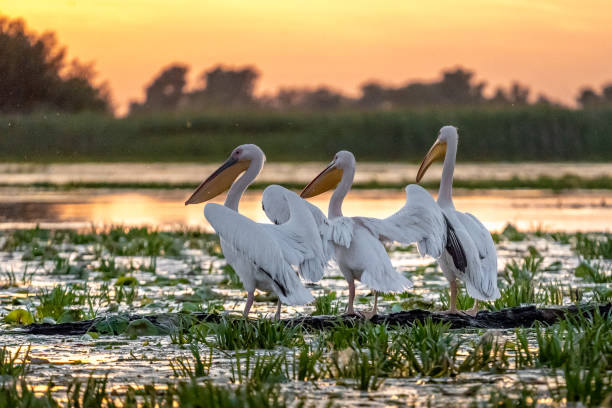 istock Sunrise in the Danube Delta with Pelican birds colony 980114006
