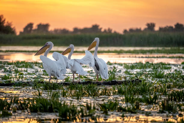 istock Sunrise in the Danube Delta with Pelican birds colony 980114032