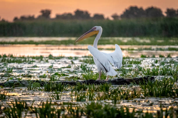 istock Pelican at sunrise in the Danube Delta, Romania 980114052