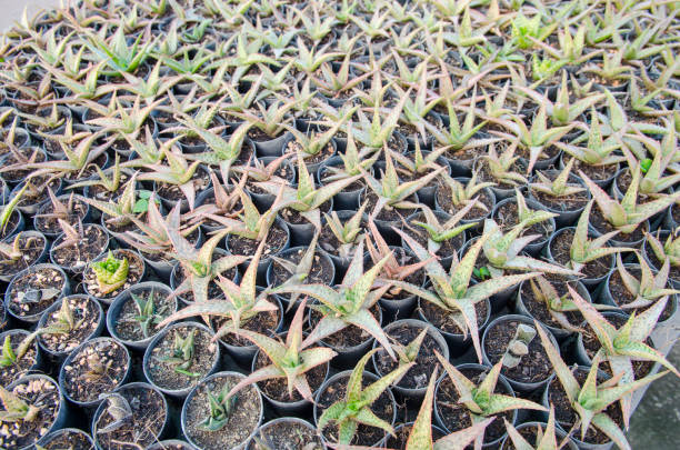 istock many cactus in cactus farm garden 980114260