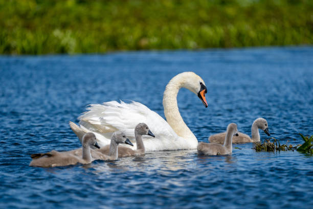 istock Danube Delta Mute Swan and Cygnets 980117616