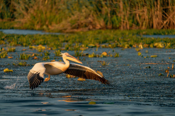 istock Great White Pelican at sunrise in the Danube Delta, Romania 980118132