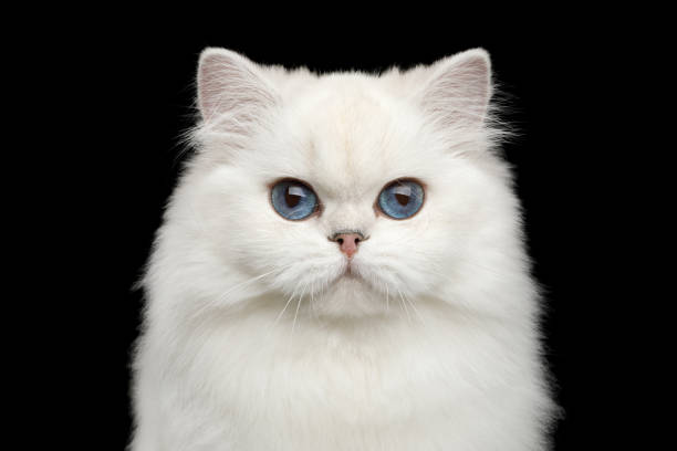istock Furry British breed Cat white color on Isolated Black Background 980118204