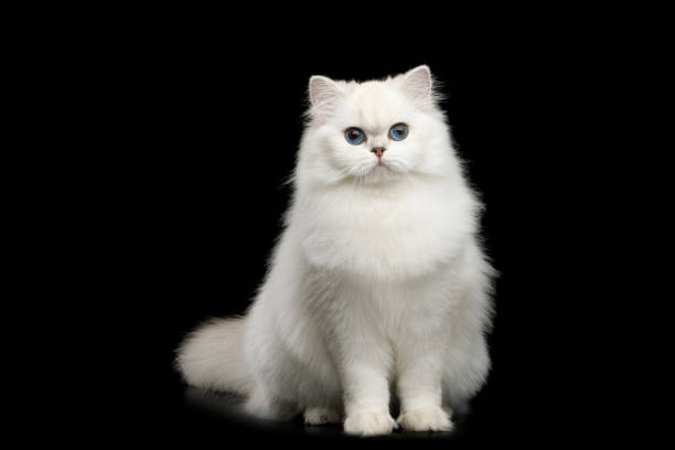 istock Furry British breed Cat white color on Isolated Black Background 980118232