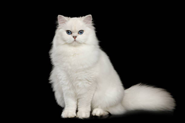 istock Furry British breed Cat white color on Isolated Black Background 980118346