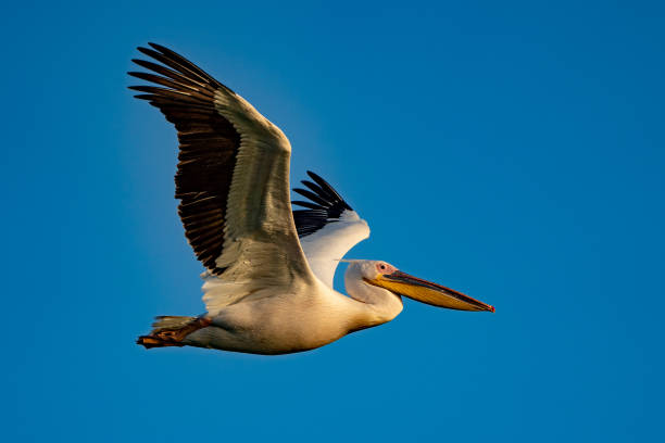 istock The Great White Pelican (Pelecanidae) flying in the Danube Delta, Romania 980118426