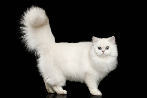 istock Furry British breed Cat white color on Isolated Black Background 980118430