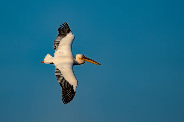 istock The Great White Pelican (Pelecanidae) flying in the Danube Delta, Romania 980118574