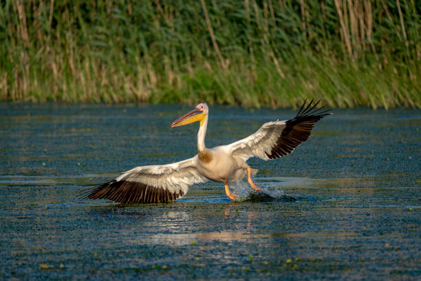 istock The Great White Pelican (Pelecanidae) flying in the Danube Delta, Romania 980118598