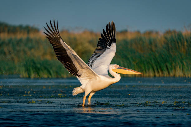 istock The Great White Pelican (Pelecanidae) flying in the Danube Delta, Romania 980118642