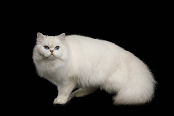 istock Furry British breed Cat white color on Isolated Black Background 980118696