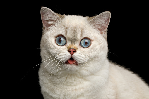 Stupid Portrait of British breed Cat White color with Blue eyes, Stare in Camera with opened mouth on Isolated Black Background, front view