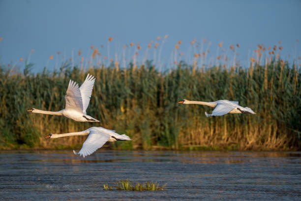 istock Swans take off and flying over water in the Danube Delta 980122968
