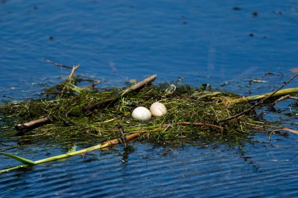 Bird nest and eggs on water in Danube Delta