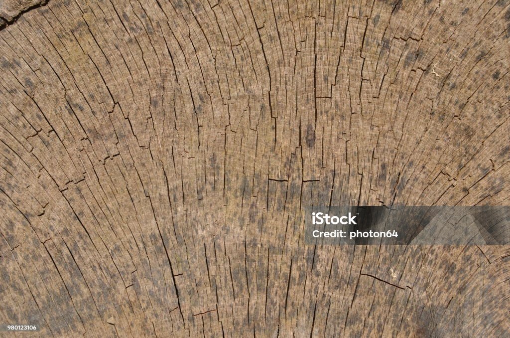 Tree Cracking Pattern Tree Trunk Cross Section Cracked Pattern Stock Photo - Download Image ...