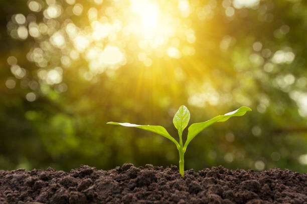 istock Green young plant growing in soil on nature background 980123232