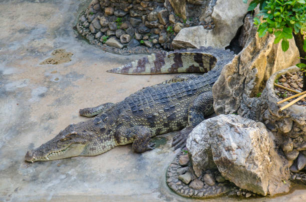 istock Crocodile in Thailand Farm 980123552