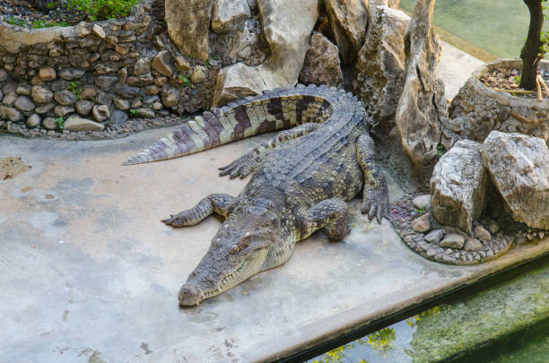 istock Crocodile in Thailand Farm 980123554