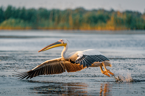 The Great White Pelican take of with a splash at sunrise in the Danube Delta