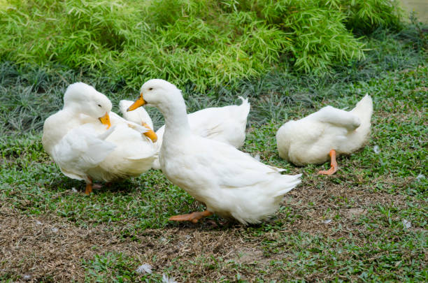 istock white geese in a village 980126182