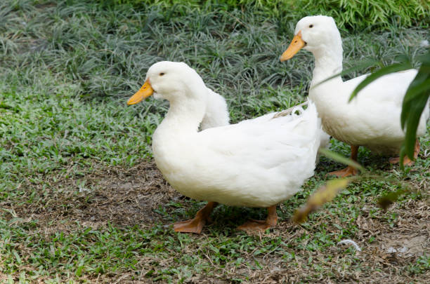 istock white geese in a village 980126184