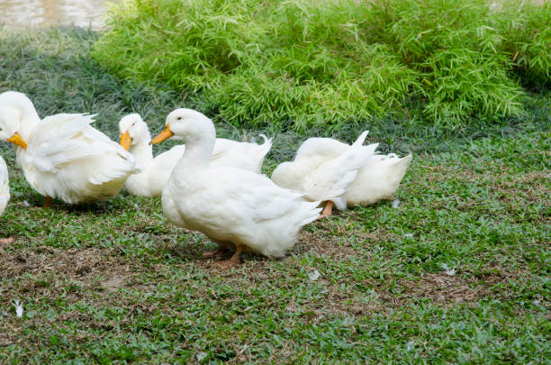 istock white geese in a village 980126190