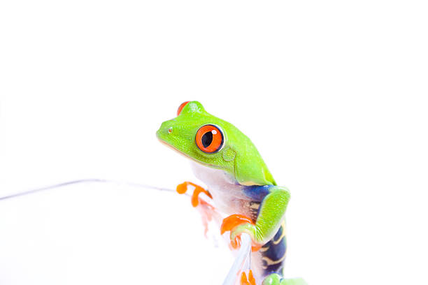 rã-de-olhos-vermelhos no copo - wasserglas imagens e fotografias de stock