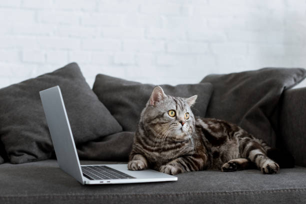 istock cute scottish straight cat with laptop on couch 980126840