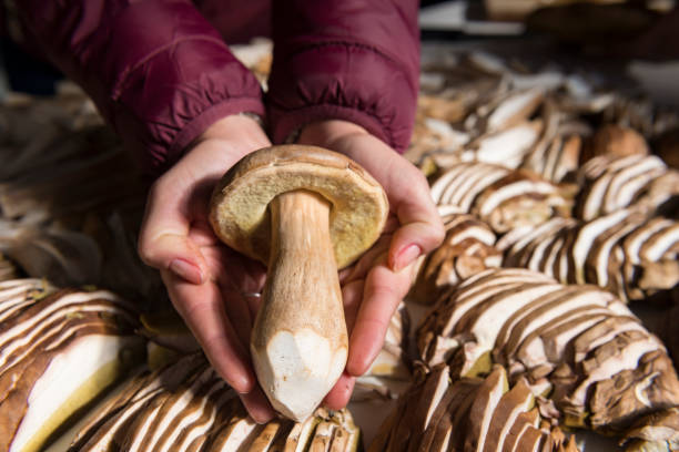 istock Porcini mushroom (Boletus edulis) 980126956