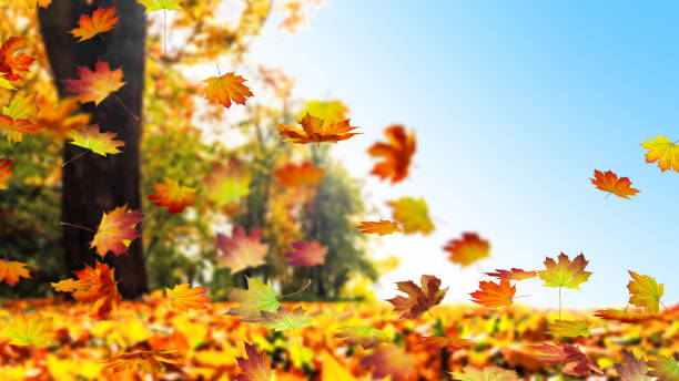 autumnal landscape fall leaf in autumn fall lawn stock pictures, royalty-free photos & images